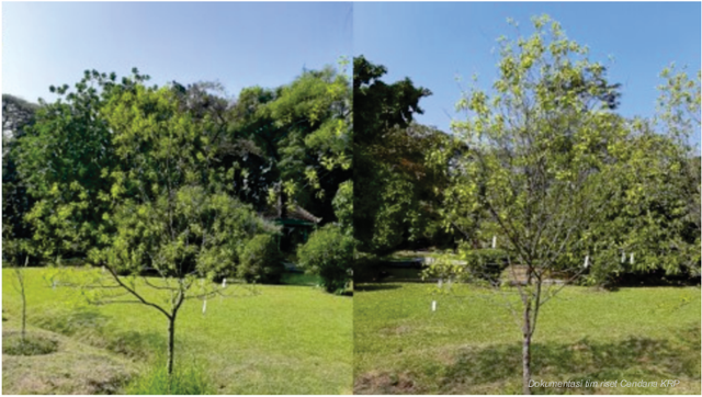 Pohon Cendana (Santalum album L.) tanaman koleksi Kebun Raya Purwodadi