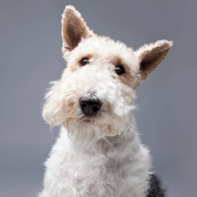 Anjing Ras Wire Fox Terriers. Foto: Foonia/Shutterstock