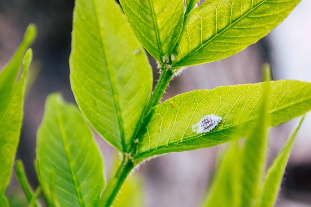 Gambar contoh tulang daun menyirip. Sumber: pexels.com/Brett Sayles