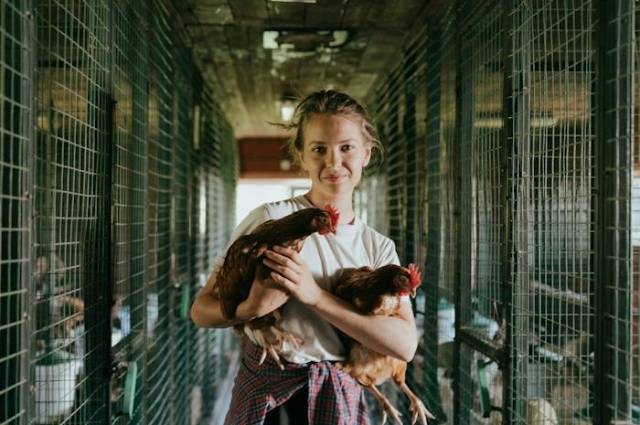 Ilustrasi syarat lokasi yang baik untuk budidaya ayam petelur, sumber foto: cottonbro studio by pexels.com