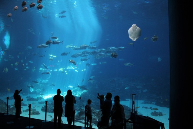  Ilustrasi Wisata Aquarium di Jepang, Foto Unsplash/tristin zeman