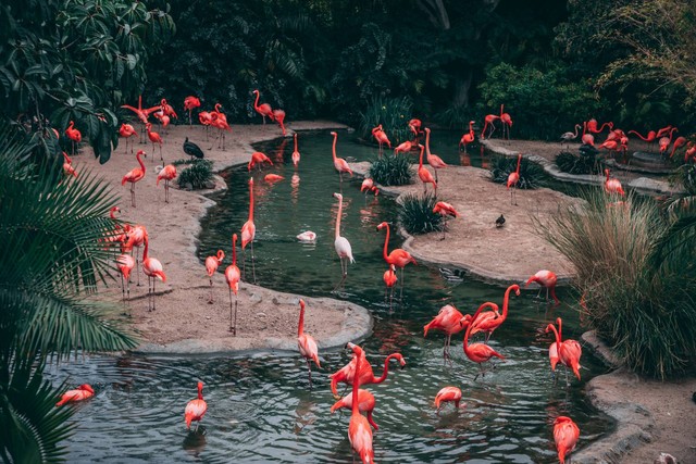 Ilustrasi Tiket Lembang Park & Zoo. Sumber: Unsplash/Matthew Cabret