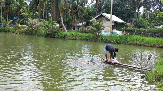 Peternak ikan di Panti Timur, Pasaman