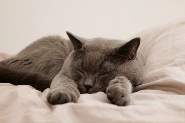 ilustrasi kucing flu (Pixabay)