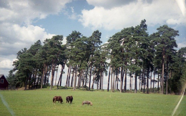 Ilustrasi D Ranch Lembang, Sumber: Pexels/Skylar Kang