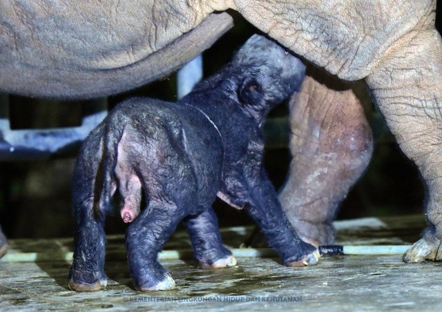 Kelahiran seekor badak Sumatra jantan di Suaka Rhino Sumatra Taman Nasional Way Kambas. Foto: KLHK