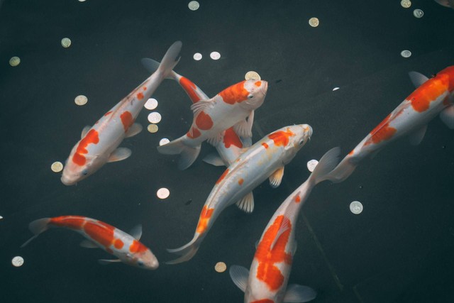 ilustrasi ikan koi (Unsplash)