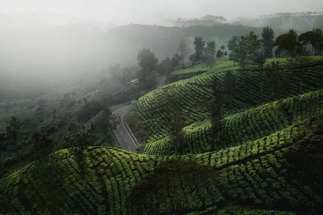 Ilustrasi Teh Jangkung Malabar Bandung, sumber: unsplash/Kimo