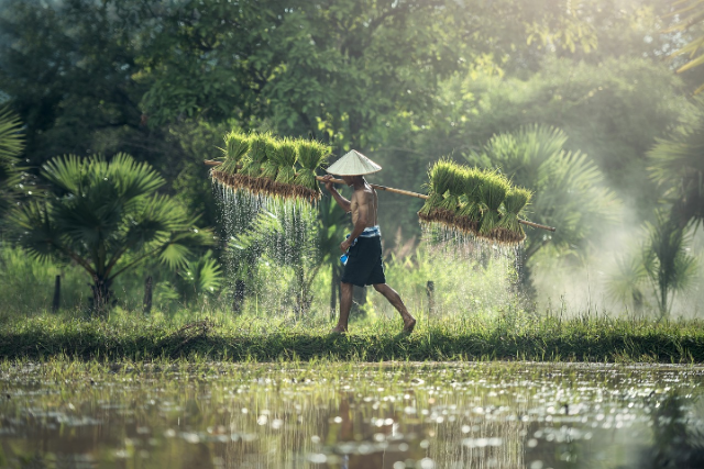 Ilustrasi mengapa Indonesia disebut negara maritim dan agraris. Sumber foto: pixabay/sasint