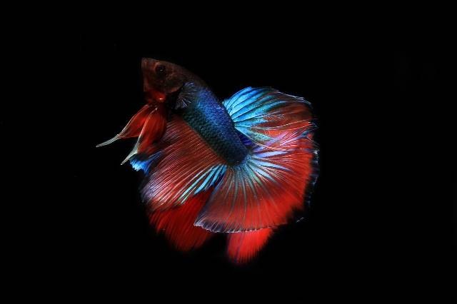 Ilustrasi cara agar ikan cupang sehat. Foto: Pixabay