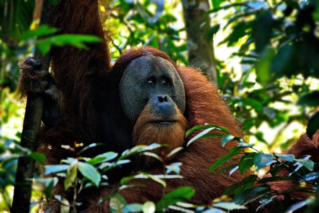 Ilustrasi keanekaragaman flora dan fauna di Indonesia. Sumber: Pixabay / taligar