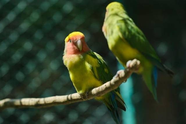 Ilustrasi ciri-ciri lovebird euwing green, sumber foto: Engin Akyurt by pexels.com
