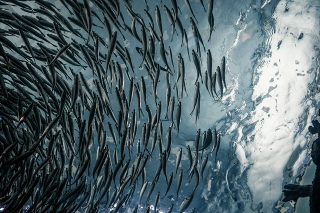 Ilustrasi Persiapan Wadah Budidaya Pembesaran Ikan Konsumsi. Sumber: Unsplash.com/Lance Anderson