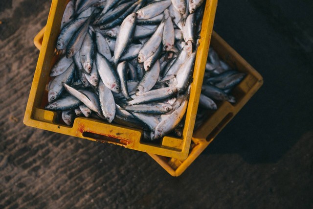 Ilustrasi Persiapan Wadah Budidaya Pembesaran Ikan Konsumsi. Sumber: Unsplash.com/Nguyen Linh