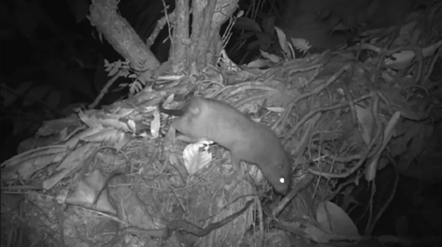 Penampakan tikus raksasa Vangunu. Foto:  Dr Tyrone Lavery/Ecology and Evolution