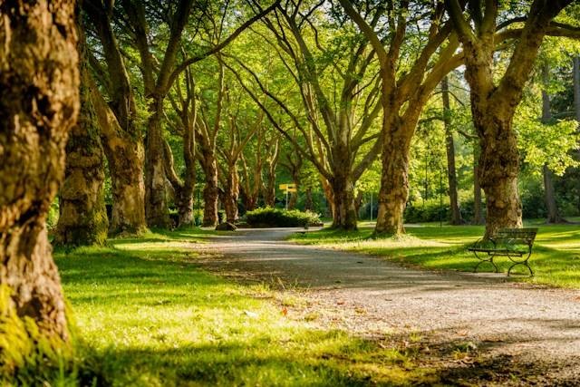 Ilutrasi taman bagus di Bandung, sumber foto: unsplash.com/Mike Benna