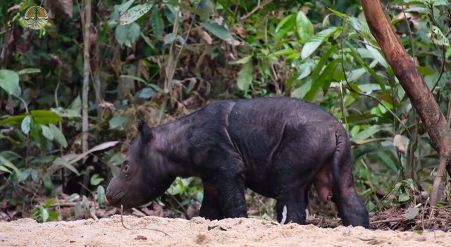 Kondisi anak badak Sumatera berjenis kelamin jantan yang lahir pada Sabtu (25/11) terpantau sehat. | Foto : Dok. Kementerian LHK