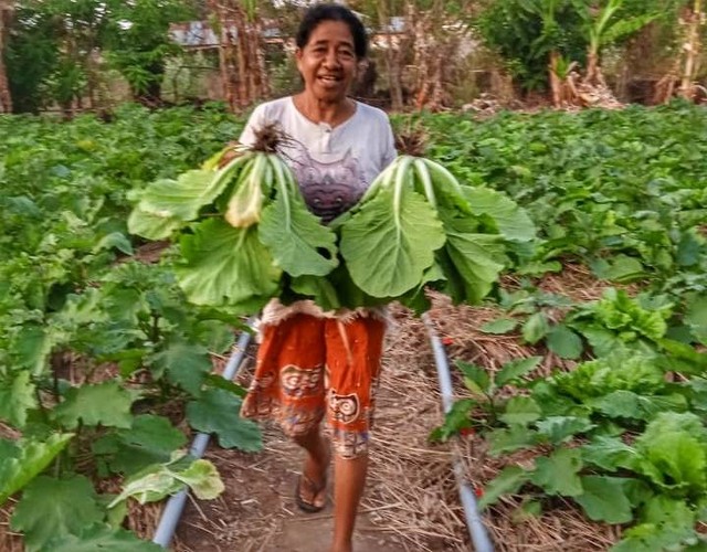 Keterangan foto: Panen tanaman sela berupa sayur sawi bungkus pada kebun dasawisma binaan BUMDes Jaga Nian Tanah, Desa Watuliwung, Kecamatan Kangae, Kabupaten Sikka.