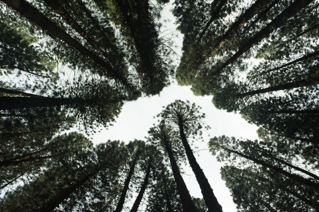 Pengertian bioremediasi. Foto: Unsplash/Brian Garrity