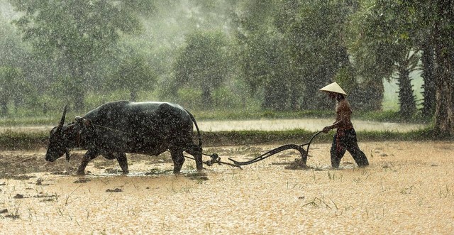 Ilustrasi wawancara dengan narasumber petani. Sumber: Pixabay / sasint