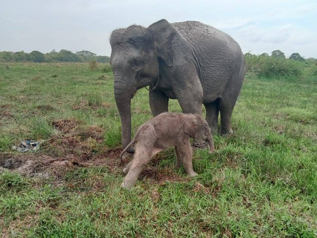 Bayi gajah Sumatera lahir di Taman Nasional Way Kambas, Lampung pada Selasa (28/11) kemarin. | Foto : Dok. Kementerian LHK