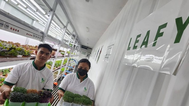 Leafy, resmikan peluncuran produk sayuran microgreens yang diklaim bantu tangani krisis pangan di masa depan. Foto: Leafy