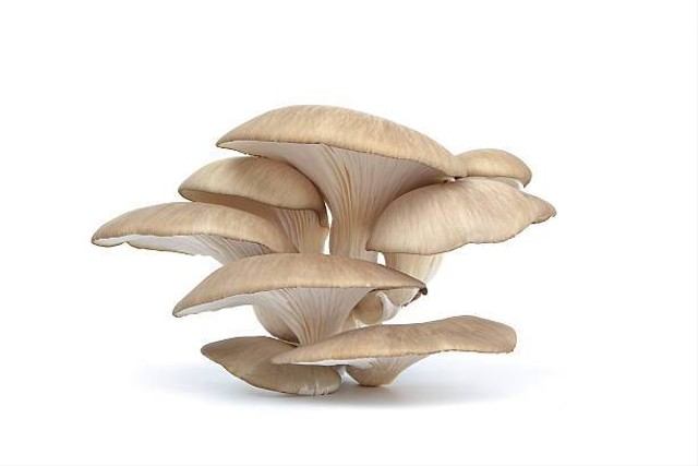 Ilustrasi ciri-ciri jamur tiram siap panen. Sumber: pexels