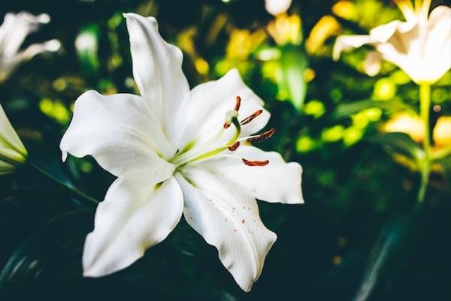 Arti bunga lily. Foto: Unsplash/Matt