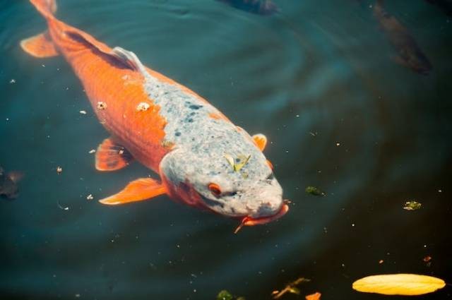 Ilustrasi ikan koi terbesar di dunia, sumber foto: Radwan Menzer by pexels.com