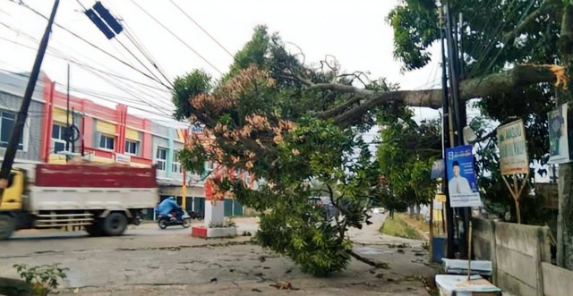 Pohon tumbang akibat cuaca ekstrem, hujan disertai angin kencang. Foto: Ist