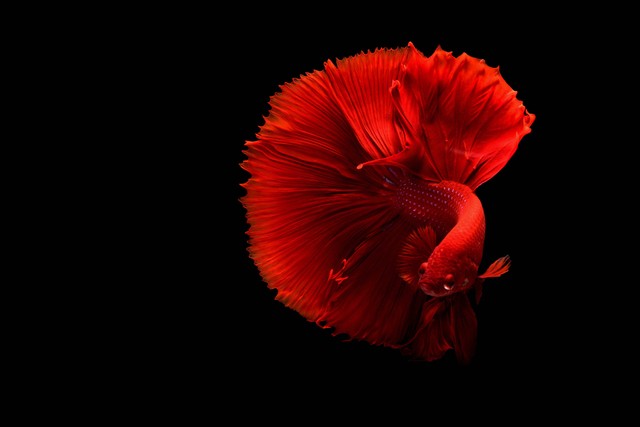 Ilustrasi : Ciri Ikan Cupang Stres. Sumber : Chevanon Photography/Pexels.com