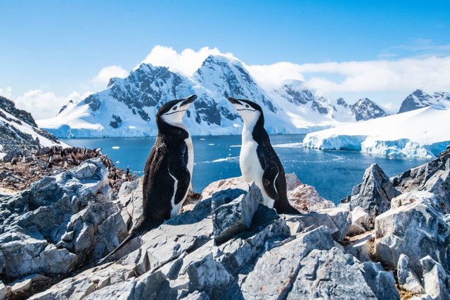 Pengiun chinstrap (Pygoscelis antarcticus). Foto: SZakharov/Shutterstock