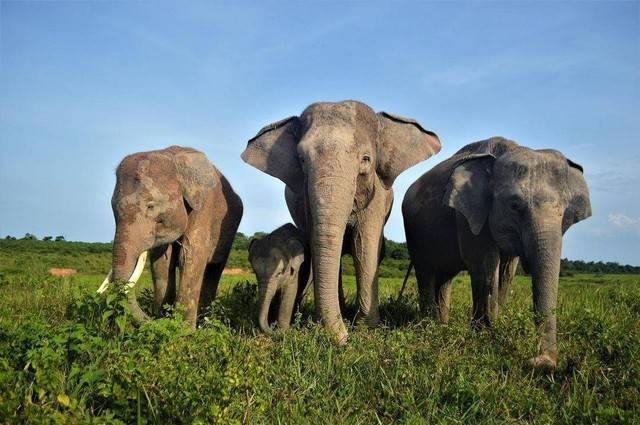 Gajah di Taman Nasional Way Kambas, Lampung Timur. | Foto : Dok. Taman Nasional Way Kambas