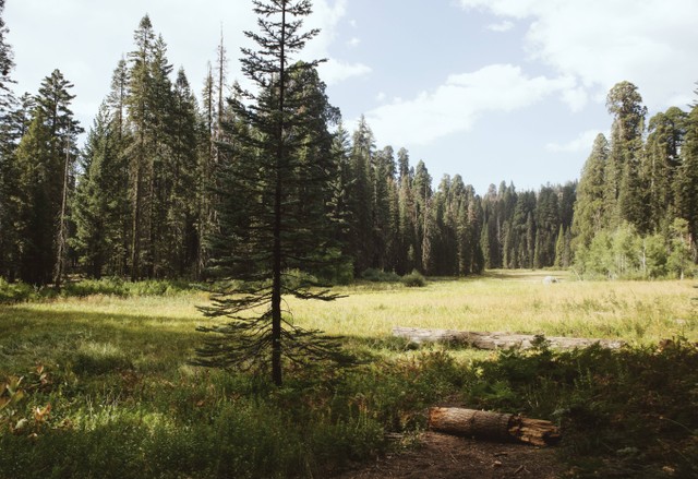 Ilustrasi Hutan Pinus Kayon. Foto: Unsplash/saira ahmed