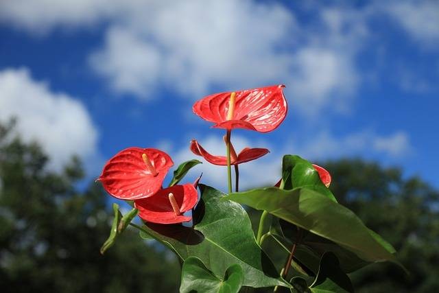 Ilustrasi jenis anthurium. Sumber: pixabay