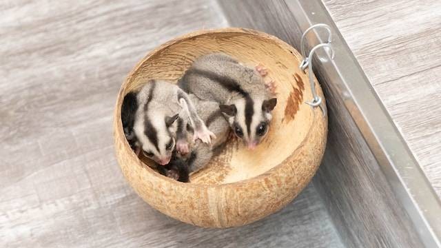 Ilustrasi ciri-ciri sugar glider birahi, sumber foto: unsplash.com/Đồng Phục Hải Triều