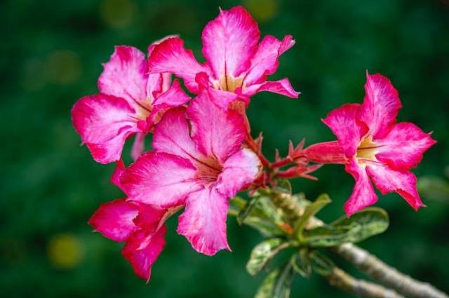 Ilustrasi jenis bunga adenium, sumber foto: Tiểu Bảo Trương by pexels.com