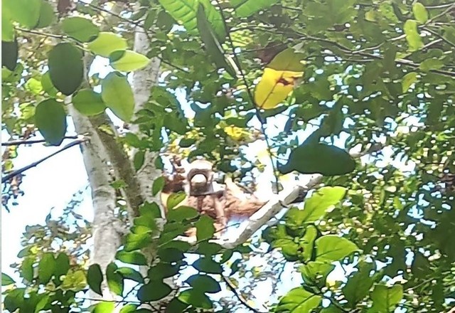 Foto orangutan yang dijumpai saat melakukan patroli. (Foto : Tim Smart Patrol LPHD Rantau Panjang).