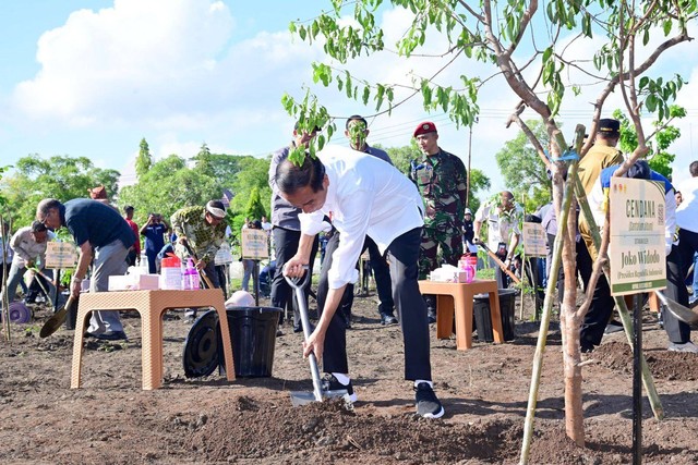 Presiden Jokowi menanam pohon cendana di Kupang, NTT, Rabu (6/12/2023). Foto: Muchlis Jr/Biro Pers Sekretariat Presiden