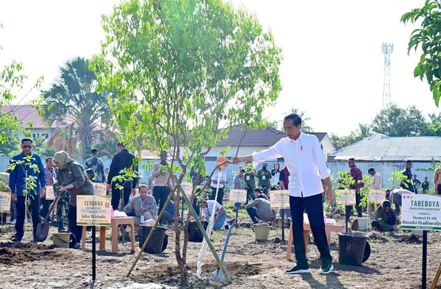 Presiden Jokowi menanam pohon cendana di Kupang, NTT, Rabu (6/12/2023). Foto: Muchlis Jr/Biro Pers Sekretariat Presiden