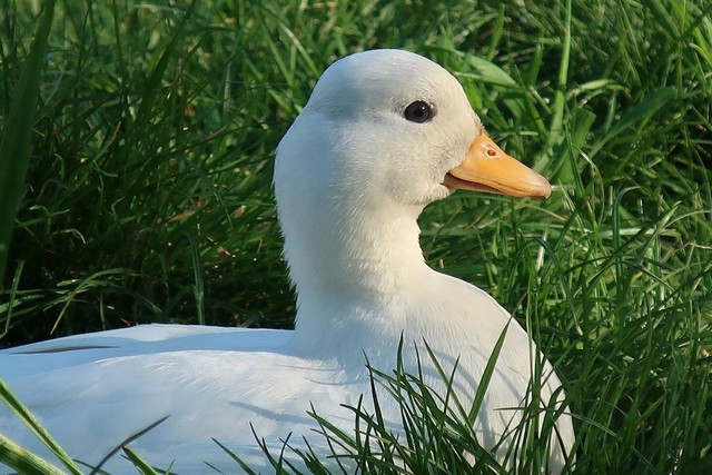 Ilustrasi bebek Call. Foto: Pixabay