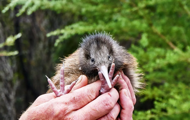 Kiwi, burung yang tidak bisa terbang hidup di Selandia Baru.  Foto: Shutterstock