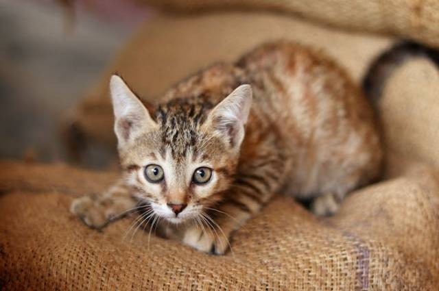 Ilustrasi arti gerakan telinga kucing, sumber foto: Sudhir Sangwan by pexels.com