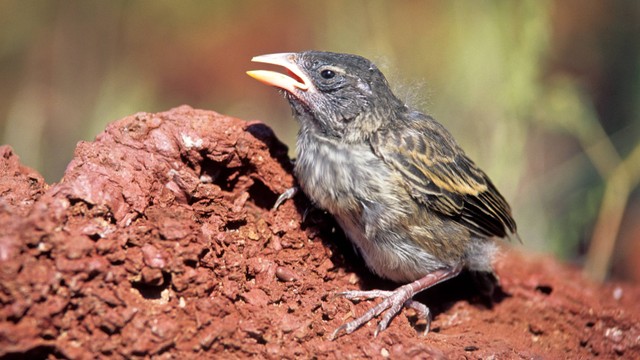 Kutilang vampir. Foto: COULANGES/Shutterstock