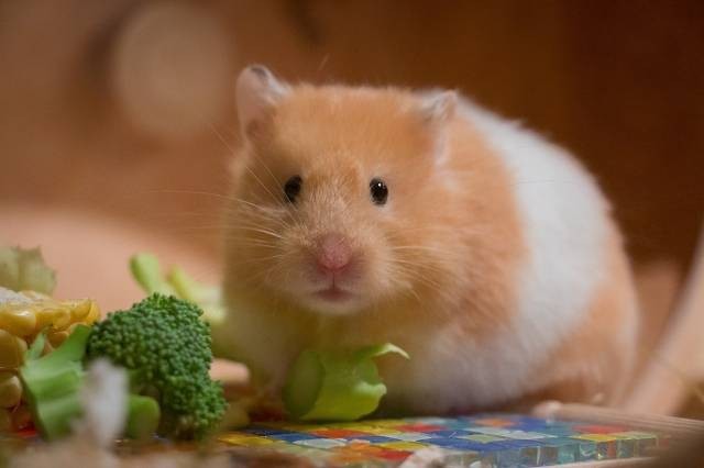 Ilustrasi jenis hamster mata merah. Foto: Pixabay