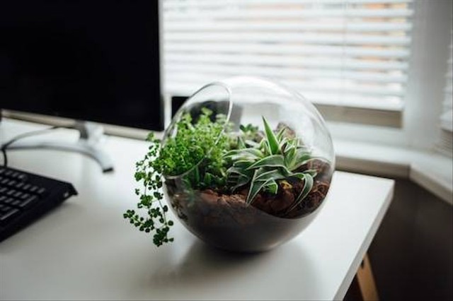 Ilustrasi Cara Membuat Terrarium Tertutup. Sumber: Unsplash