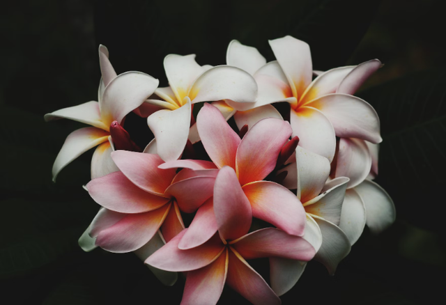 Contoh flora asiatis: Sumber: Unsplash/Charlie Harutaka