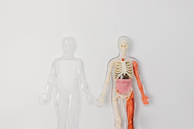 Ilustrasi alasan organ pernapasan paru-paru dapat dikatakan sebagai organ ekskresi. Sumber: Pexels/Tara Winstead