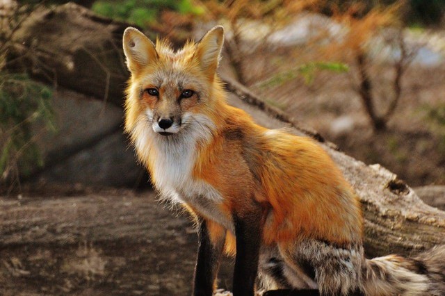 Ilustrasi Contoh Fauna Ethiopian. Sumber: Pexels/Pixabay