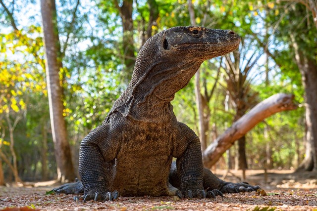 Ilustrasi Idari Komodo Ciri fauna peralihan. Sumber: pexels.com/Dimitri Dim